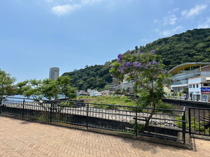 令和7年6月20日135号沿いのジャカランダ