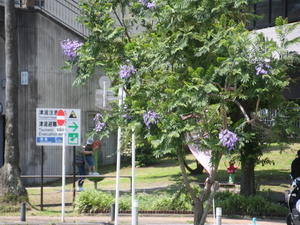 令和7年6月5日親水公園前歩道のジャカランダの様子その1