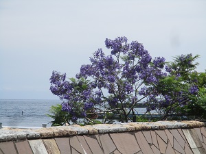 令和6年6月3日現在、親水公園ジャカランダ開花状況