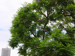 令和6年5月23日親水公園ジャカランダ開花の様子その2
