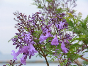 令和6年5月23日親水公園ジャカランダ開花の様子その1