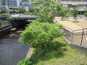 令和6年6月3日現在、親水公園ジャカランダ開花状況