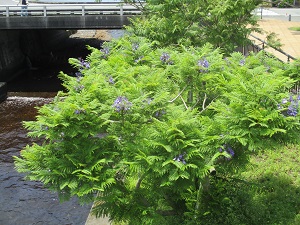 令和6年6月3日現在、親水公園ジャカランダ開花状況