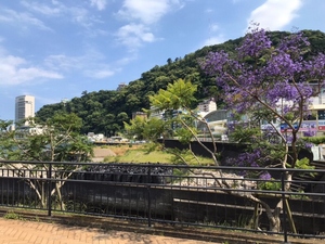 令和6年6月5日の135号線沿い開花の様子その1