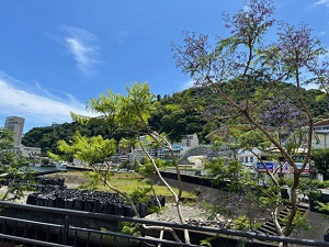 令和6年5月29日親水公園ジャカランダ開花の様子