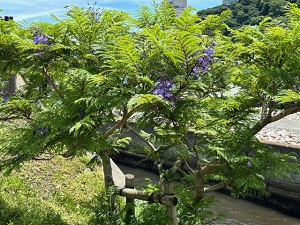 令和6年5月29日親水公園ジャカランダ開花の様子