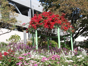 花広場のブーゲンビリア