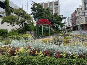 令和7年5月9日花広場のブーゲンビリアの写真