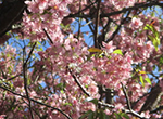 写真：ヒマラヤ桜