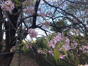 令和5年ヒマラヤザクラ原木開花アップ写真1