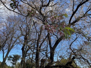 12月8日開花状況