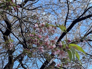 12月8日開花状況