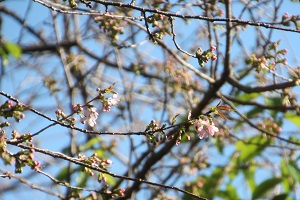 ヒマラヤザクラ開花写真2