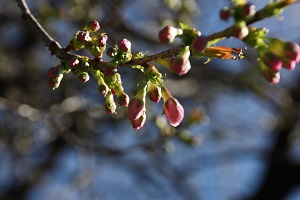 ヒマラヤザクラ開花写真3