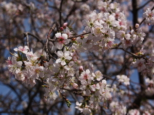 令和6年親水公園ヒマラヤザクラの様子その2