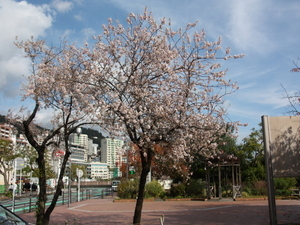 令和6年親水公園ヒマラヤザクラの様子その1