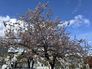 令和6年度親水公園のヒマラヤザクラの様子