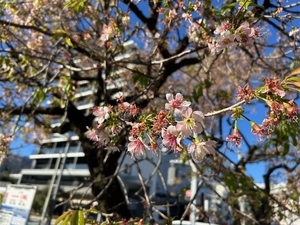 令和6年度親水公園ヒマラヤザクラの様子