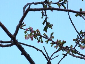 親水公園のヒマラヤ桜