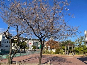 12月8日開花状況