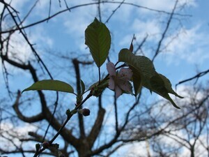令和6年月見ヶ丘公園のヒマラヤザクラの様子その1