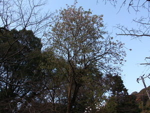 令和6年月見ヶ丘公園ヒマラヤザクラの様子その2