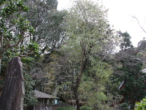令和6年度月見ヶ丘公園ヒマラヤザクラの様子その2