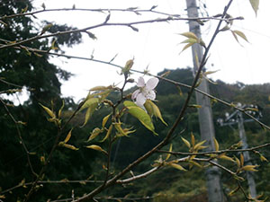 平成27年月見ヶ丘公園ヒマラヤザクラの様子