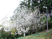 さくらの名所散策路のヒマラヤ桜