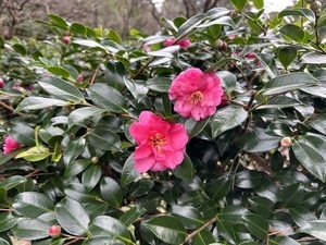 梅園のサザンカその1