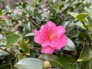 梅園のサザンカその2