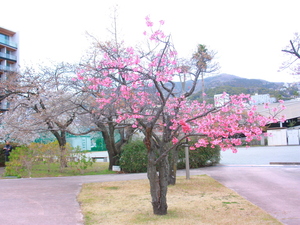 写真：寒緋桜（カンヒザクラ）