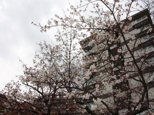海浜公園　過去の早咲大島桜