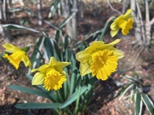ラッパスイセンが開花した様子