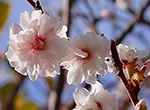 写真：子福桜