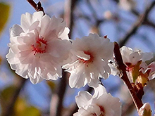 子福桜の写真