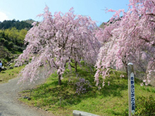写真：枝垂桜