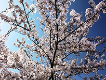 写真：染井吉野桜