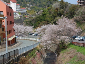 令和7年4月8日現在の梅園前市道のソメイヨシノ