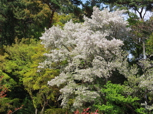 令和7年4月8日に撮影した梅園内のソメイヨシノ