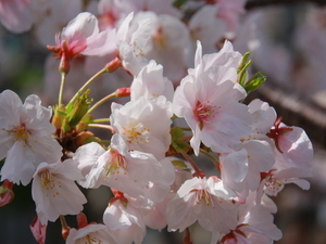 令和7年4月8日に撮影した渚小公園のソメイヨシノ