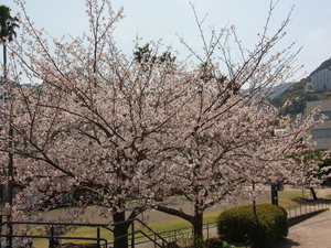 令和7年4月8日に撮影した渚小公園のソメイヨシノその2
