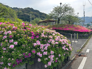 令和7年4月18日小山臨海公園のツツジその1