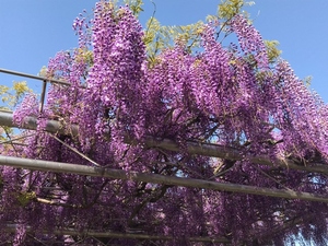 令和6年度 サンレモ公園の藤の様子その1