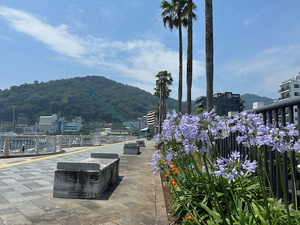 令和7年6月19日親水公園のアガパンサスその1