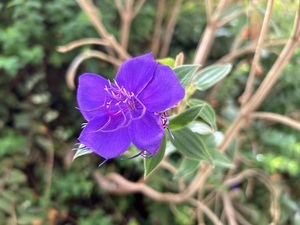 シコンノボタンの写真その1