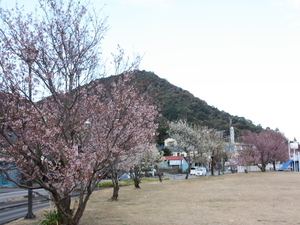 令和6年度長浜海浜公園ヒマラヤザクラの様子その3