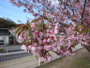 令和6年長浜海浜公園ヒマラヤザクラの様子その2