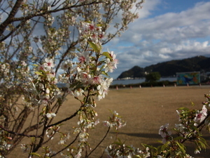 令和6年長浜海浜公園ヒマラヤザクラの様子その3