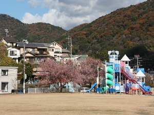 令和6年長浜海浜公園ヒマラヤザクラの様子その3